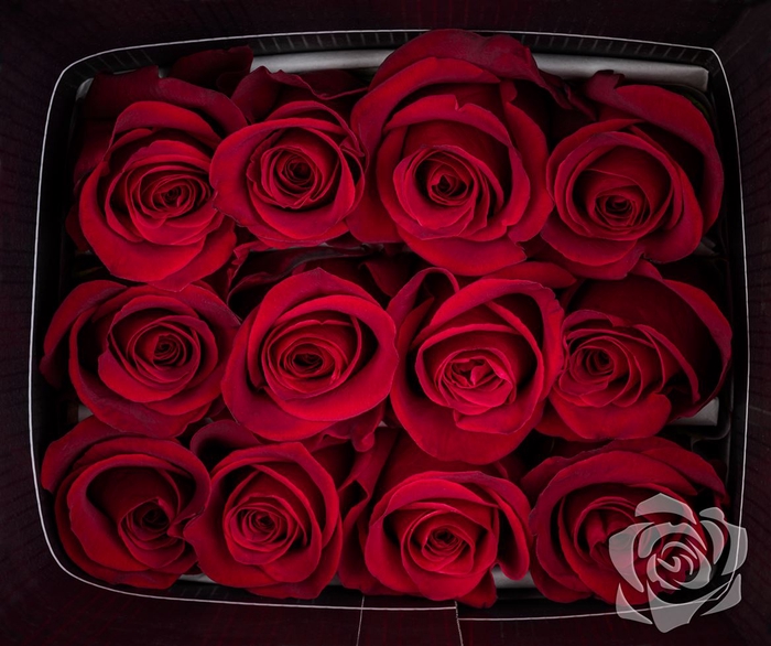 <h4>>> Rosa Gr Freedom 50cm **promo**</h4>
