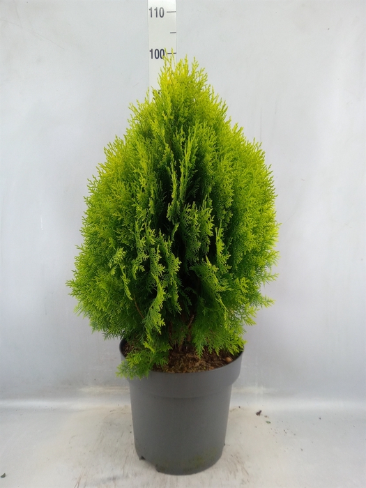 <h4>Platycladus Orient. 'aurea Nana'</h4>