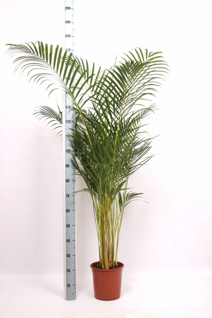 <h4>DYPSIS LUTESCENS</h4>
