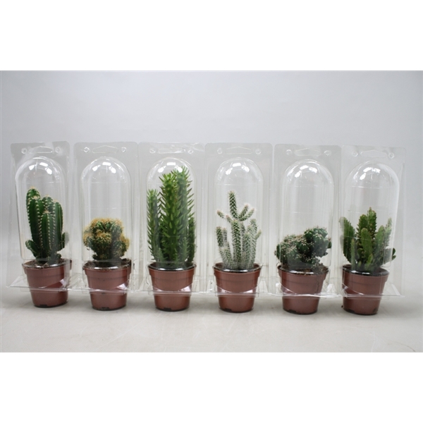<h4>Cactus mix 8,5 cm. in blister 1 pack</h4>