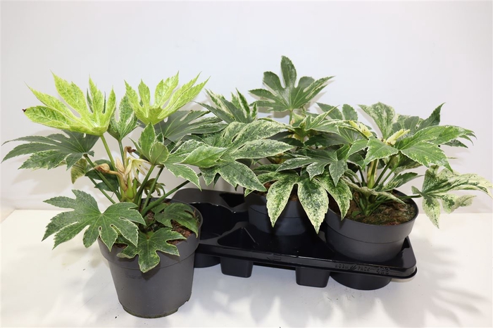 <h4>Fatsia Ov</h4>