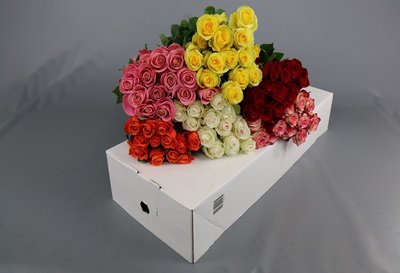 <h4>Rosa ec mix in box</h4>