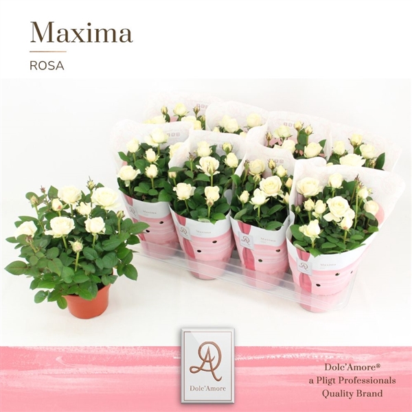 <h4>Potroos Infinity White P14 Maxima Dolc'Amore®</h4>