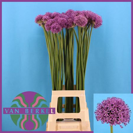 <h4>Allium Gladiator</h4>