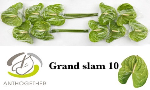 <h4>Anthurium grand slam</h4>