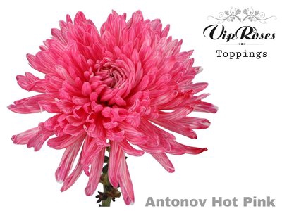 <h4>Chrys bl paint antonov hot pink</h4>