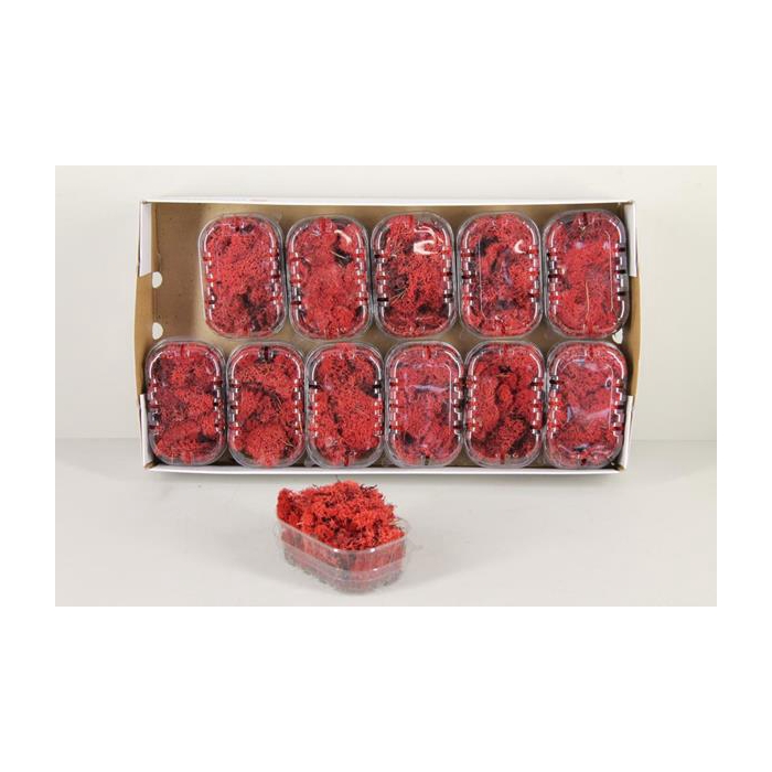 <h4>Moss Icelandic Red Box</h4>