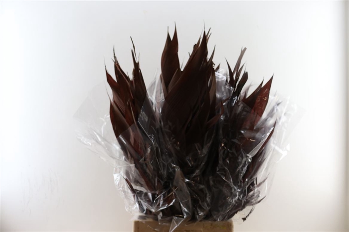<h4>Dried Aricana Leaves Brown Bunch</h4>