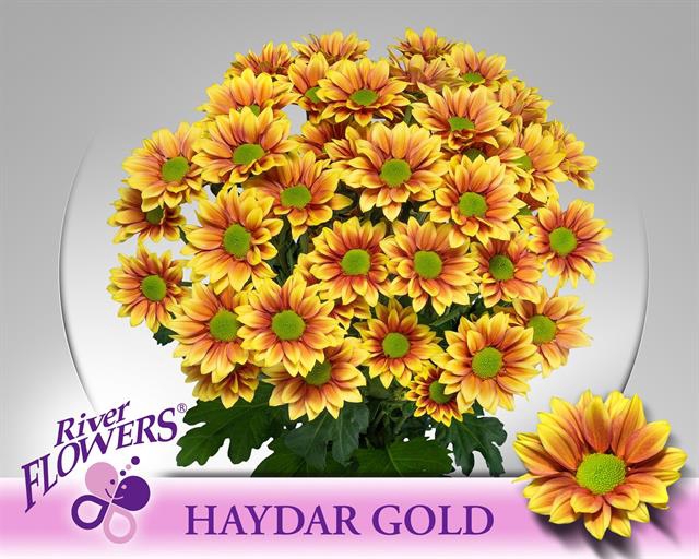 <h4>CHR T HAYDAR GOLD</h4>