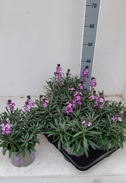 <h4>ERYS LINIFOLIUM</h4>