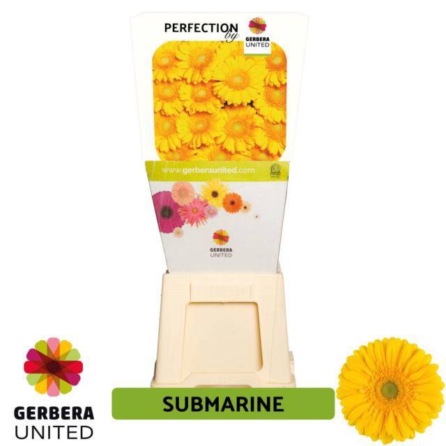 <h4>Gerbera diamond submarine</h4>