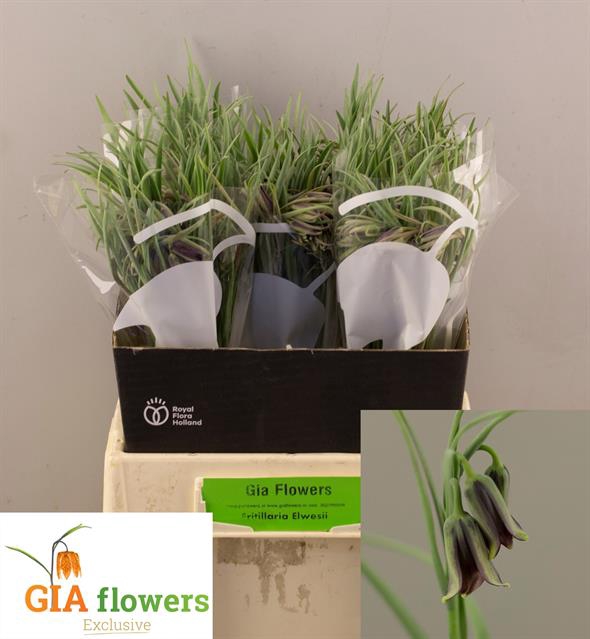 <h4>Fritillaria elwesii</h4>