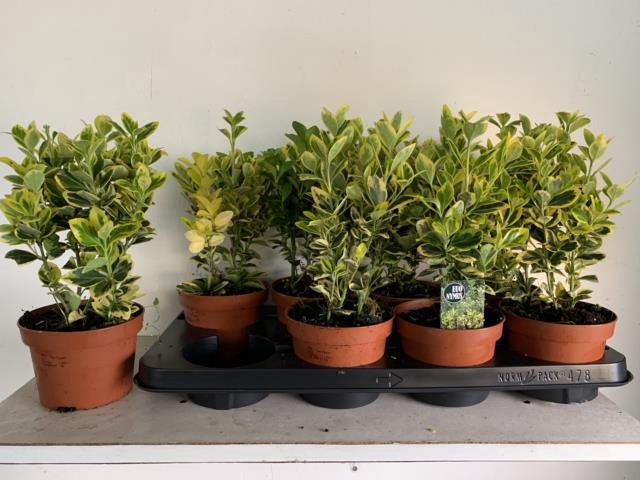 <h4>EUONYMUS JA MARIEKE</h4>