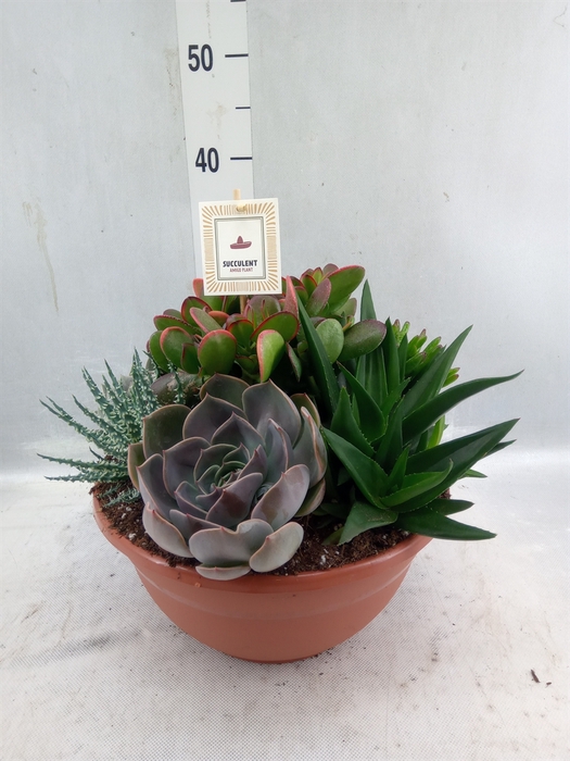 <h4>Arr. Succulents L%</h4>