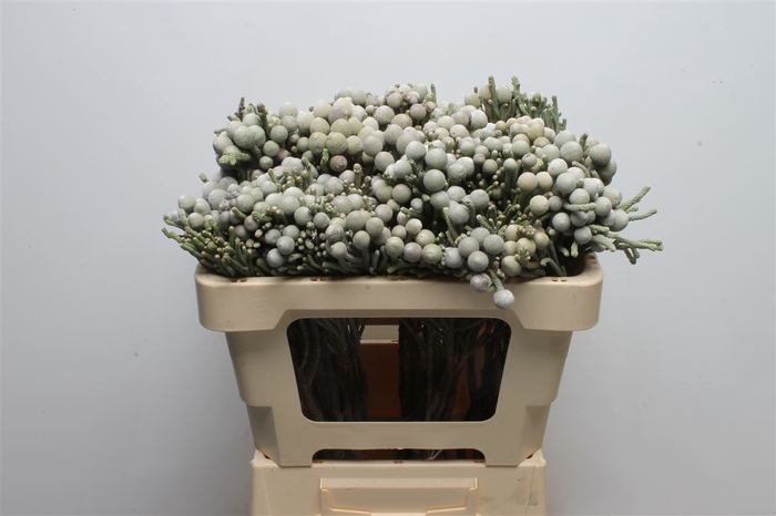 <h4>Kaaps Brunia Silver</h4>
