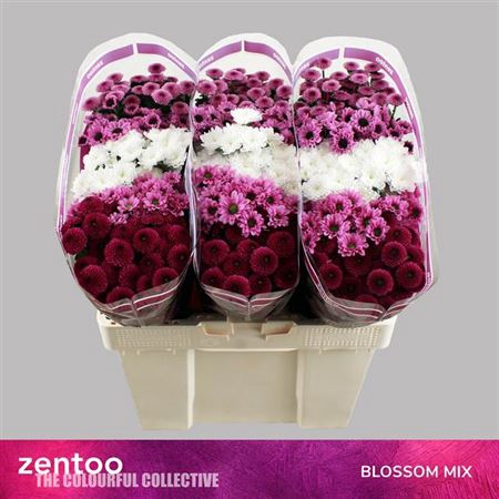 <h4>Chr S Gem Blossom Mix</h4>