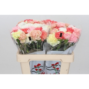 Dianthus St Rainbow Mix Pastel