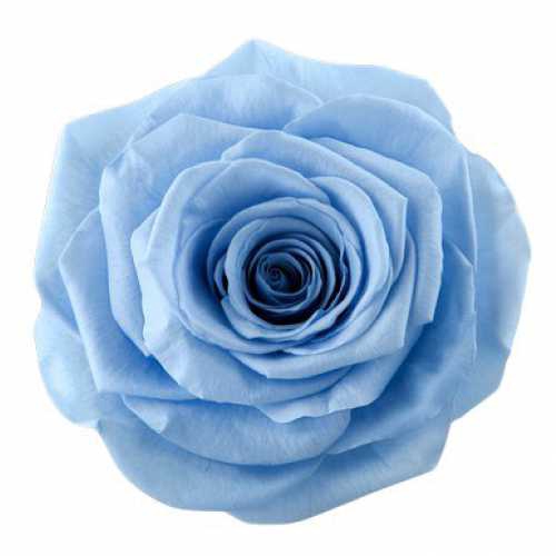 <h4>Rose Monalisa Sky Blue</h4>
