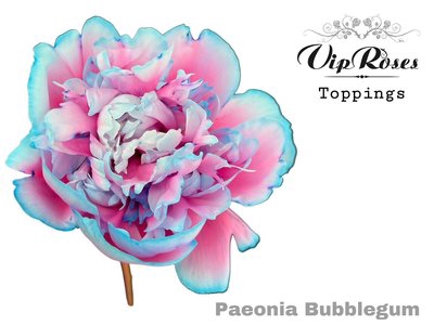 <h4>Paeonia paint bubblegum</h4>