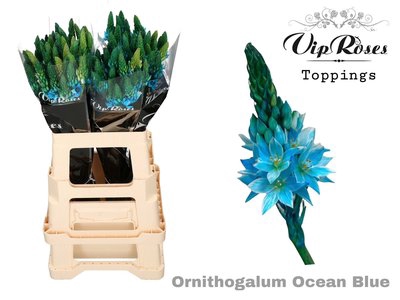 <h4>Ornithogalum paint ice blue</h4>