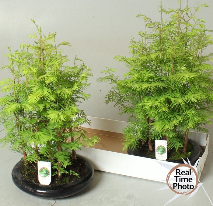 <h4>Bonsai Bonsai overig</h4>