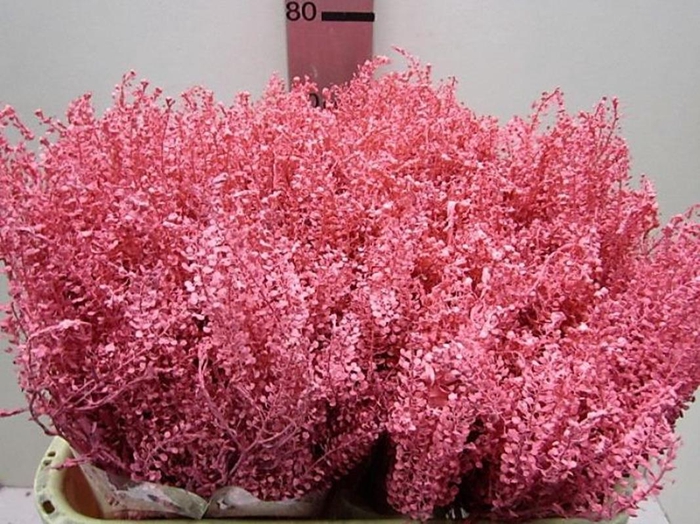 <h4>Lepidium Rose</h4>