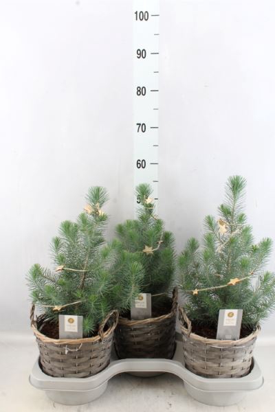 <h4>Pinus pinea 'Silver Crest'</h4>