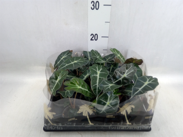 <h4>Alocasia   ...</h4>