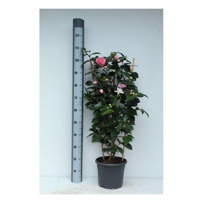 <h4>Camellia William Bartlett 26Ø 105cm 40fl</h4>