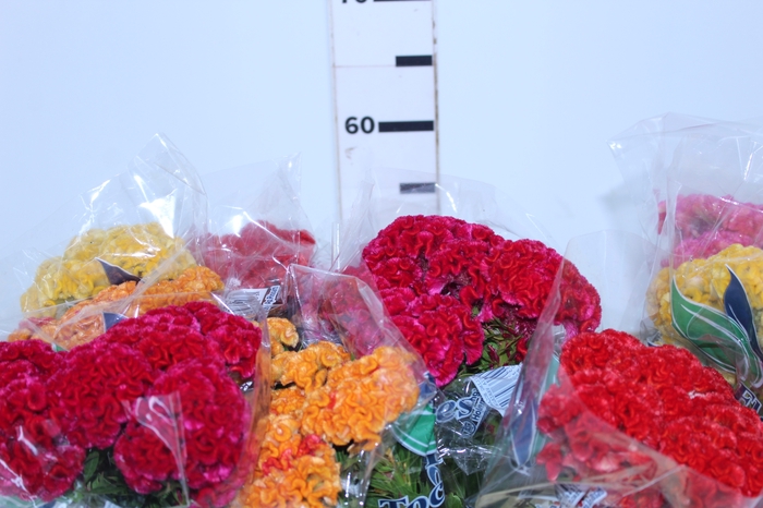 <h4>CELOSIA CRISTATA VARIADO 060 CM MISTO</h4>