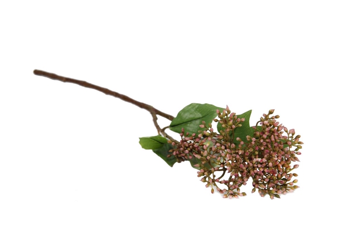 <h4>Af Cornus Cibil L52cm Fuchsia</h4>