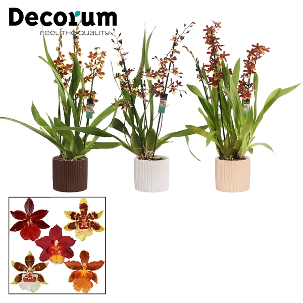 <h4>Cambria 3 tak mix in Lou (Nature Love-collection)</h4>