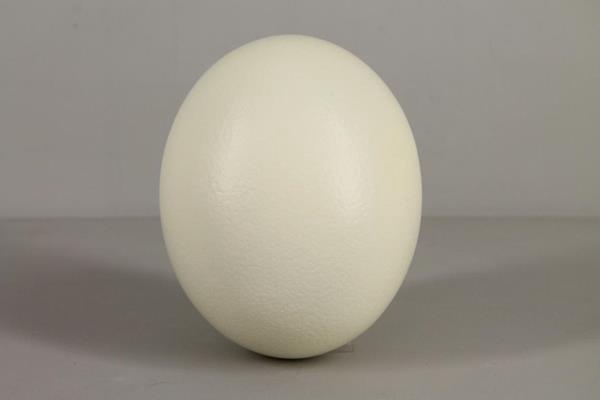 <h4>Egg Ostrich Natural</h4>
