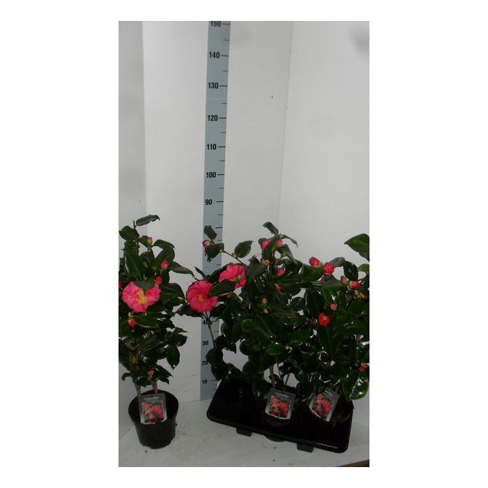 <h4>Camellia Japonica Dr. King 19Ø 80cm 15fl</h4>