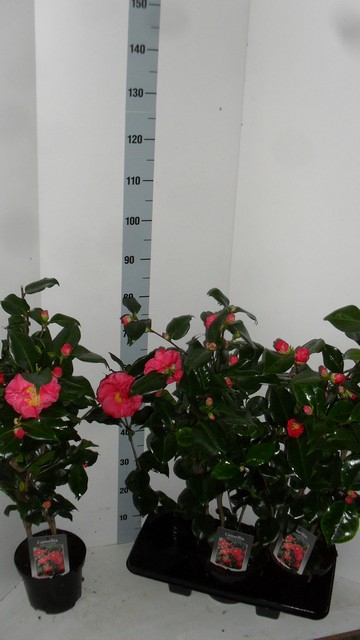 Camellia Japonica Dr. King 19Ø 80cm 15fl