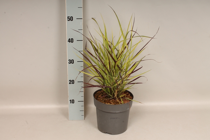<h4>vaste planten 19 cm  Panicum Purple Breeze</h4>