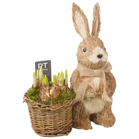 <h4>PTNBP1741 Arrangementen Narcissus (Other Grp) 'Tête-à-Tête'</h4>