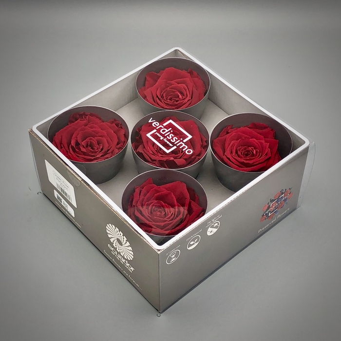 <h4>R PR Queen Red</h4>