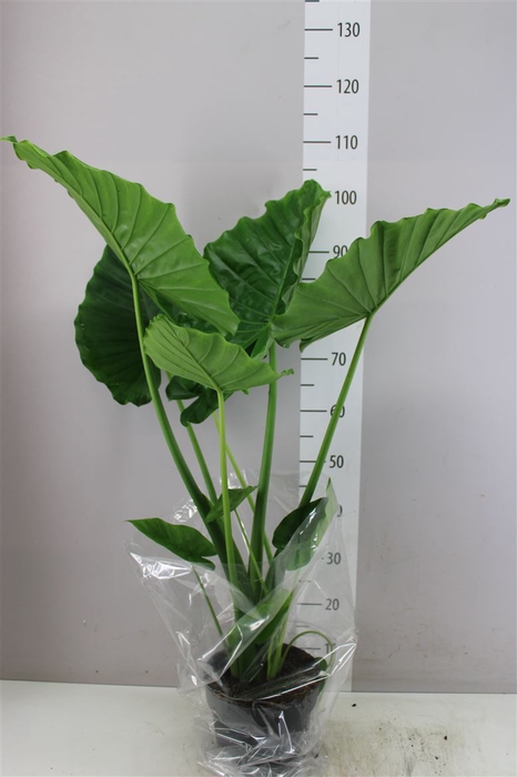 <h4>Alocasia Gageana 'california'</h4>
