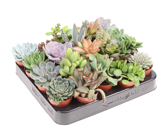 <h4>Succulents   ...</h4>