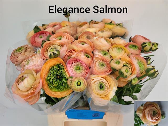 <h4>Ranunculus aazur salmon</h4>