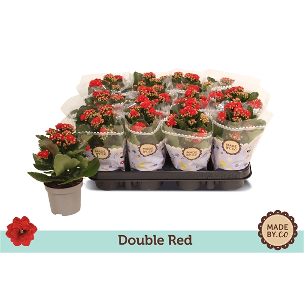 <h4>Kalanchoe double red</h4>
