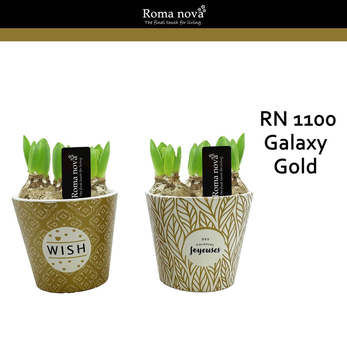 <h4>arr4 Hyacint RN1100 - Ker. Galaxy Gold</h4>