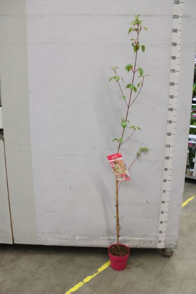 <h4>Acer conspicuum 'Esk Flamingo'</h4>
