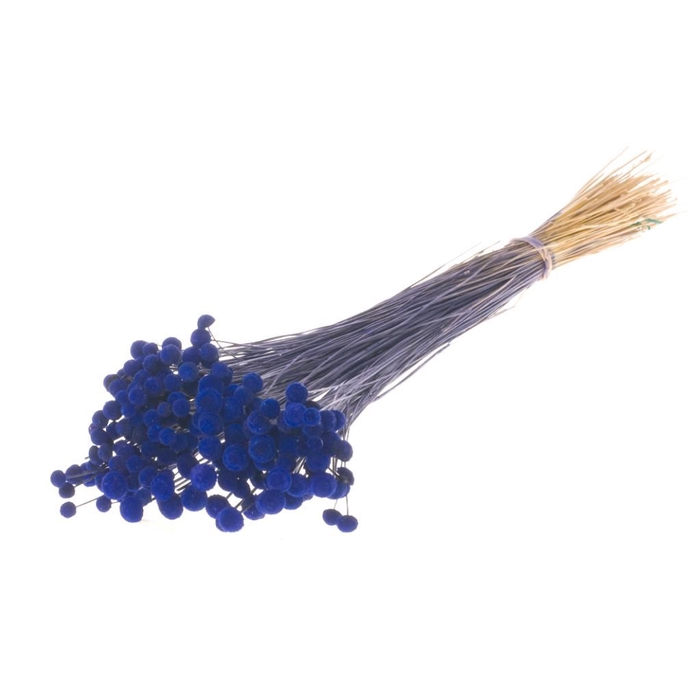 <h4>Botao SB dark blue</h4>