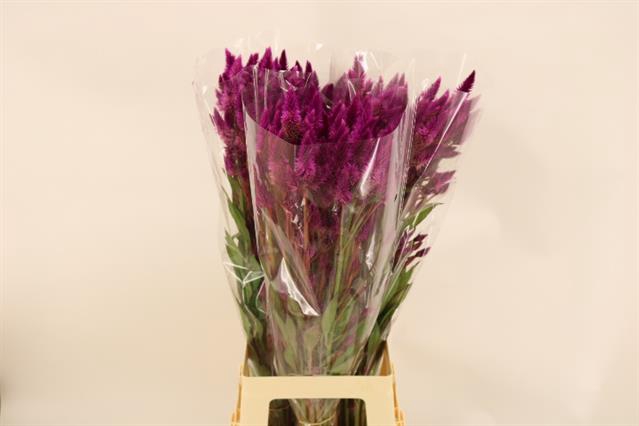 <h4>CEL A CELWAY PURPLE</h4>