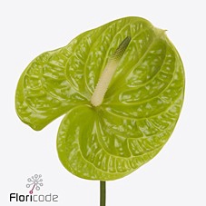 <h4>Anthurium grand slam</h4>
