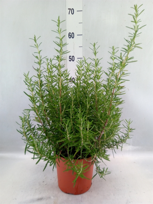 <h4>Rosmarinus Officinalis ...</h4>