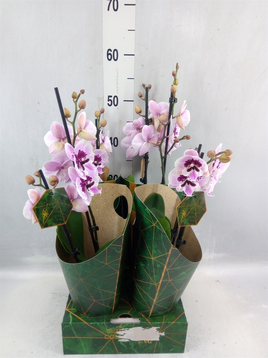 <h4>Phalaenopsis ...</h4>