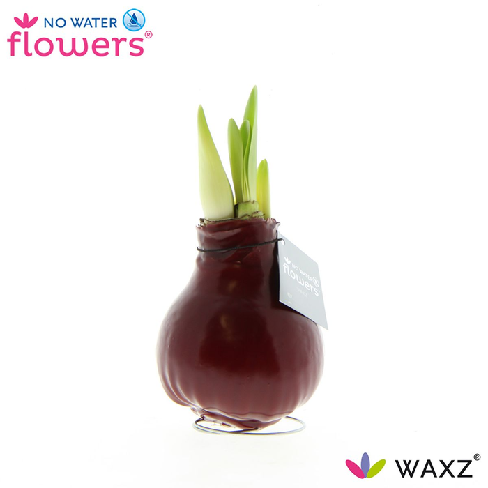 <h4>arr4 Amaryllis VH - Waz Bordeaux</h4>